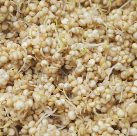 Good Gut Loaf, the sprouting journey.